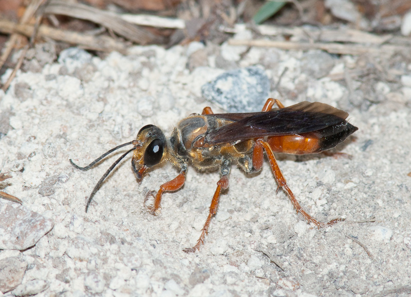 Great Golden Digger Wasp (Sphex ichneumoneus)